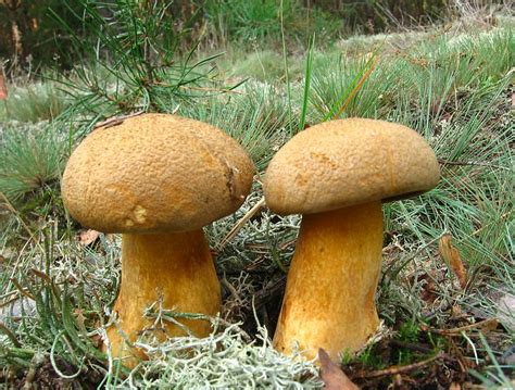 Ma Lak Pstry Suillus Variegatus Atlas Nagrzyby Pl