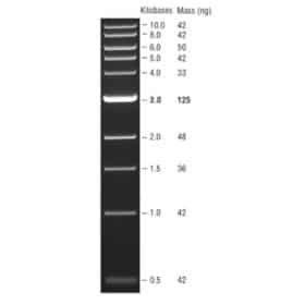 1 kb DNA Ladder, NEB - LabMal