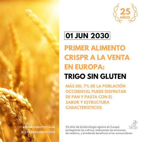 El Trigo Sin Gluten Modificado Gen Ticamente Que Har M S F Cil La Vida