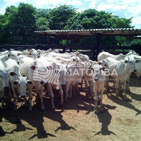 Fazenda à Venda Eucalipto Mogno e Pecuária 1 853 hectares