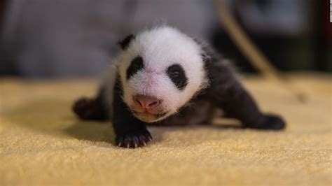 The National Zoo's baby panda has a name, and it means 'little miracle ...