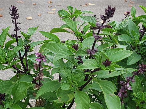 Sweet Thai Basil Crazy For Gardening