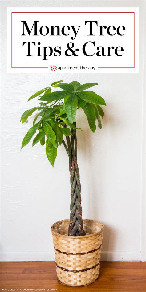 Money Tree Plant Care Growing Plants Indoors Apartment Therapy