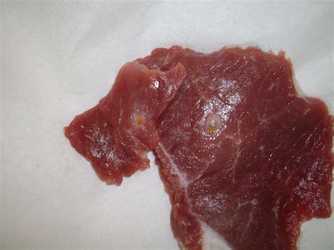 Tapeworm Eggs In Meat