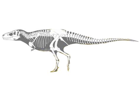 Tarbosaurus skeleton by DracoAwesomeness on DeviantArt