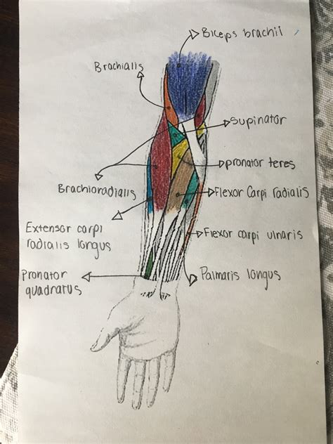 Anterior Forearm Diagram Quizlet