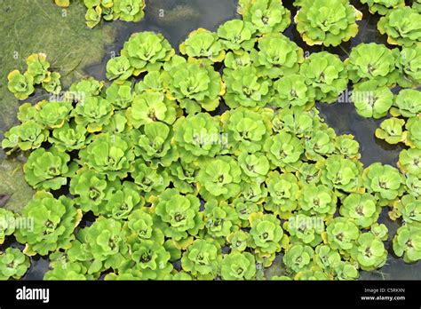 Mosquito fern , Water fern Stock Photo - Alamy