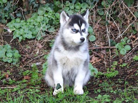 À acheter 5 chiots Husky de Sibérie LOF Petite Annonce chien