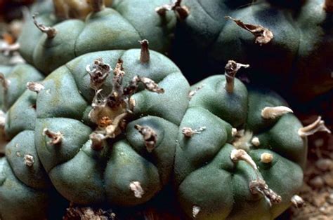 Cómo Cuidar Un Cactus Peyote Todo Lo Que Debes Saber