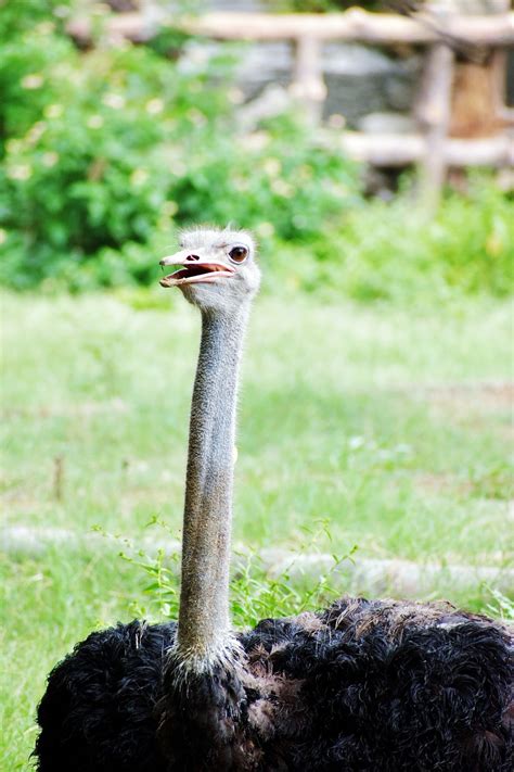 Bird Ostrich Ornithology Free Photo On Pixabay Pixabay