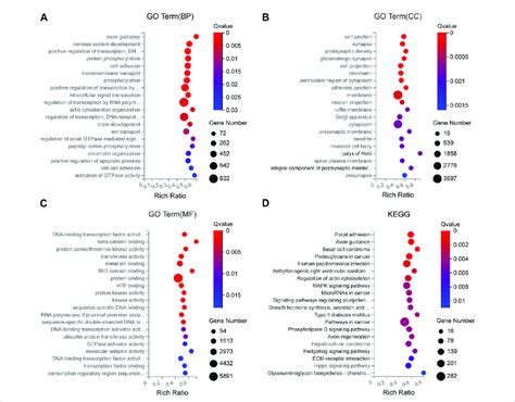 Go And Kegg Enrichment Analyses For The Predicted Target Genes Of