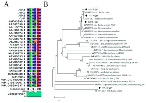 Comparison Of The Amino Acid Sequences Of Ahl Lactonase Enzymes A