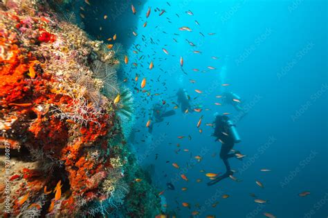 Group Of Scuba Divers Exploring Coral Reef Stock Photo Adobe Stock