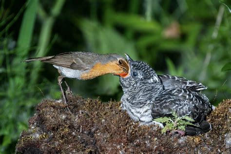 Common cuckoo: call, migration & facts - Plantura