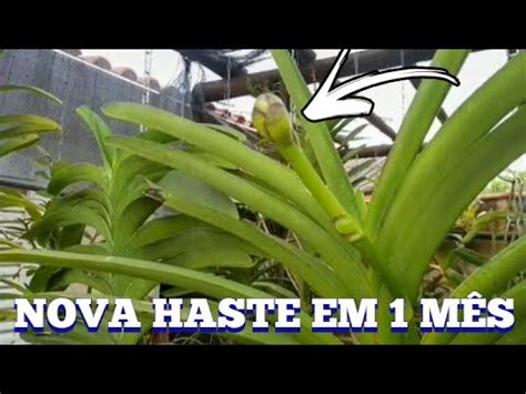 Novas Hastes Florais Em M S Orqu Dea Vanda Youtube