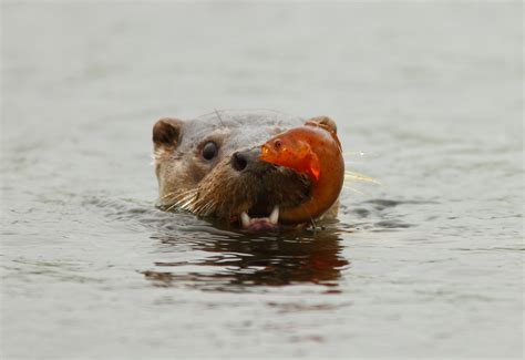 Baby Otter Wallpaper - WallpaperSafari