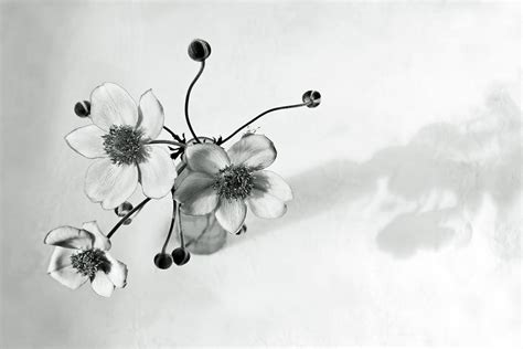 Japanese Anemone In Black And White Photograph By Brooke T Ryan Fine