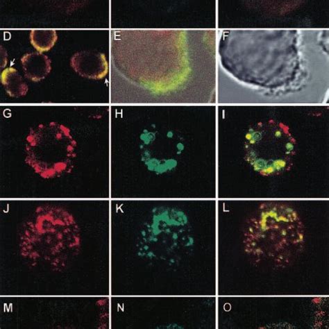 CD13 Redistributes To The Phagocytic Cup During Fc R Mediated