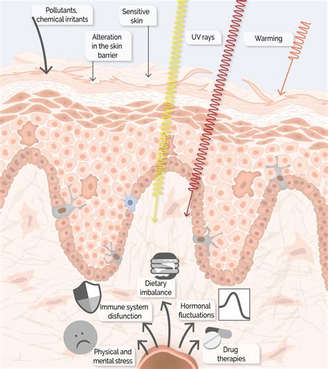 Does Inflammation Impact The Ageing Of Your Skin