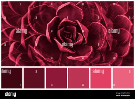 Color Palette Of Succulent Plants Colored By Viva Magenta Tone 2023