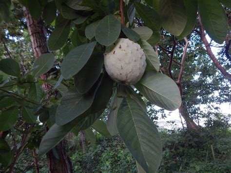 Ilama Annona Macroprophyllata