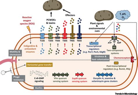 Dickeya Solani Trends In Microbiology