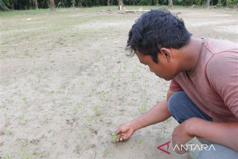 Petani Aceh Tamiang Rugi Puluhan Juta Setelah Tanaman Palawija Mati