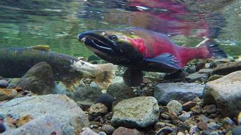 Download Underwater Sockeye Salmon Spawning Wallpaper