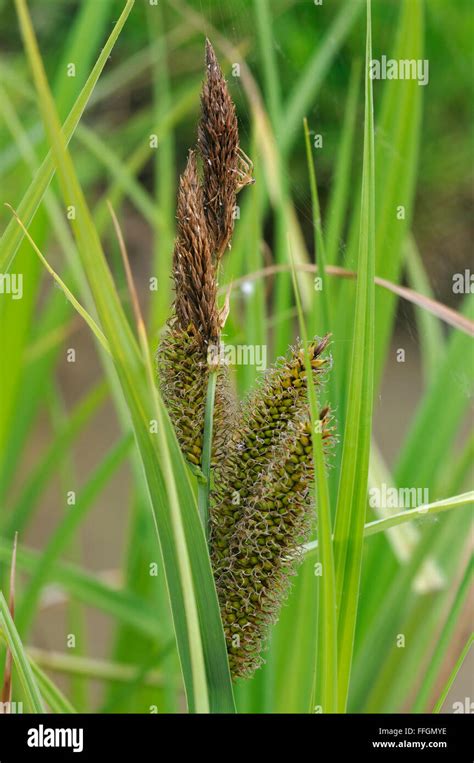 Tall Bog Sedge Uk Hi Res Stock Photography And Images Alamy