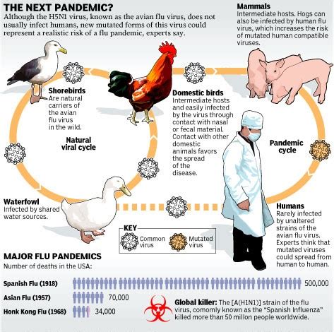 Global Spread Of H5N1 Bird Flu Civilsdaily