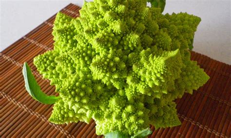 Choux Romanesco Veronica Barquette De Horticulture Dumont