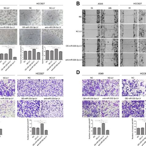 Mir 330 3p Promoted Nsclc Cells Migration And Invasion Via Download Scientific Diagram