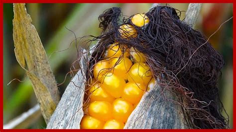 Aprender Acerca 73 Imagen Para Que Sirve El Pelo De Elote Como Planta