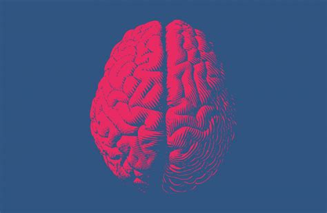 Denying The Neuroscience Of Sex Differences