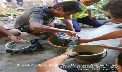 Kementan Kenalkan Bahan Alami Biosaka Di Kawasan Food Estate Sumba