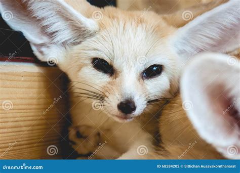 Fennec Fox Sleeping On A Wood Stock Photo Image Of Fennec Carnivore