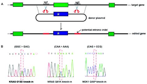 Crispr Cas Engineering Of Isogenic A Models Of Drug Resistant