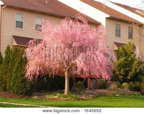 Weeping Cherry Tree Image & Photo (Free Trial) | Bigstock