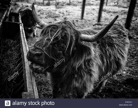 Musk Ox Black And White Stock Photos And Images Alamy