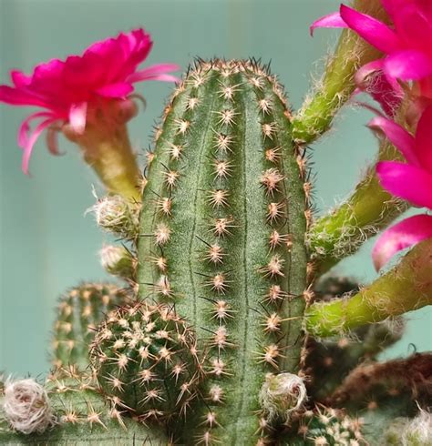 Chamaelobivia Archivi Giromagi Cactus