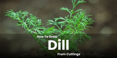 Grow Dill from Cuttings: Secret Tips Revealed!