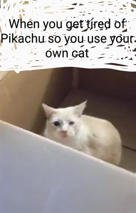 Kitty cat meme : r/dankmemes