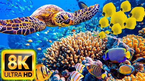 NEW 11H Stunning 8K Underwater Wonders Relaxing Music Coral Reefs