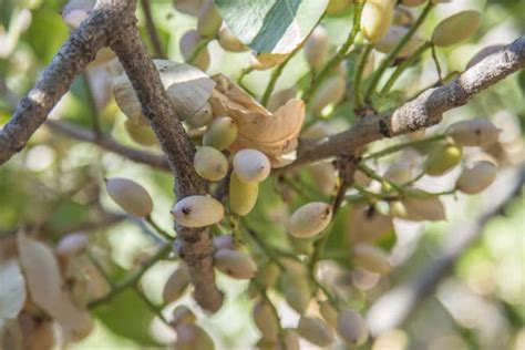 Pistachio Tree Zones » Tips on Preferred Growing Areas