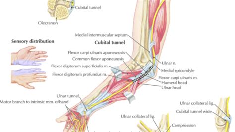 Ulnar Nerve Distribution