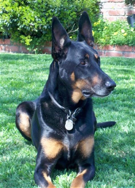 Doberman Shepherd (Doberman Pinscher-German Shepherd Mix) Info ...