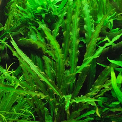 Cryptocoryne Spiralis – Freshwater Live Aquarium Plant | Aquarium Plants