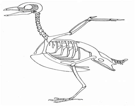 BIRD SKELETON DIAGRAM Diagram | Quizlet