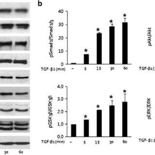 Tgf B Induces Smad And Non Smad Phosphorylation Hk Cells Were