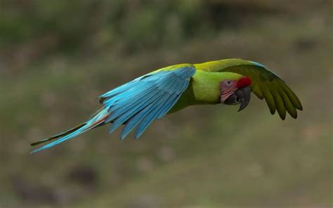 Birding Tortuguero Costa Rica A Complete Guide